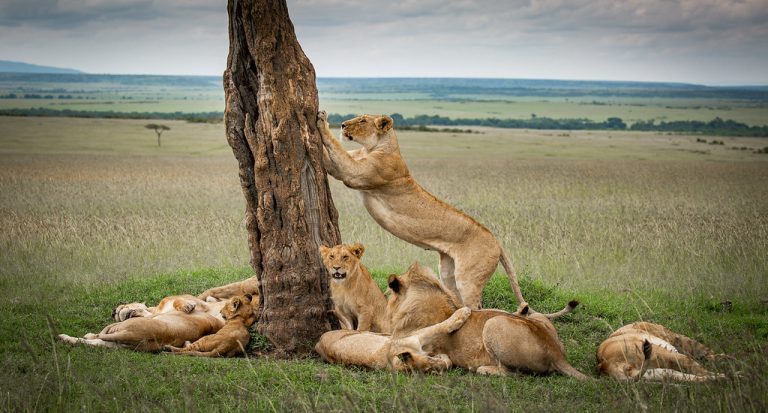 6 Days Tanzania special safari without Serengeti