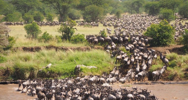 8 Days Serengeti Migration Safari