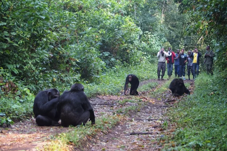 chimp-trek-kibale