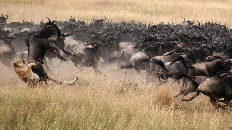 serengeti-wildebeest-migration-calving-safari-1